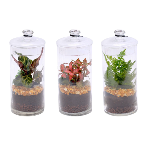 Composición Terrario Cilindro Medio en Vidrio M20