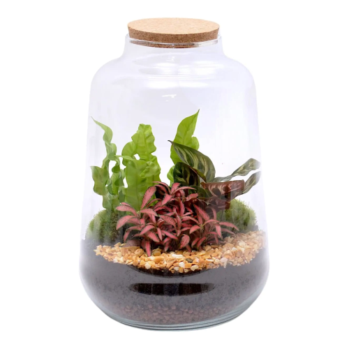Composición Terrario Elegante M28