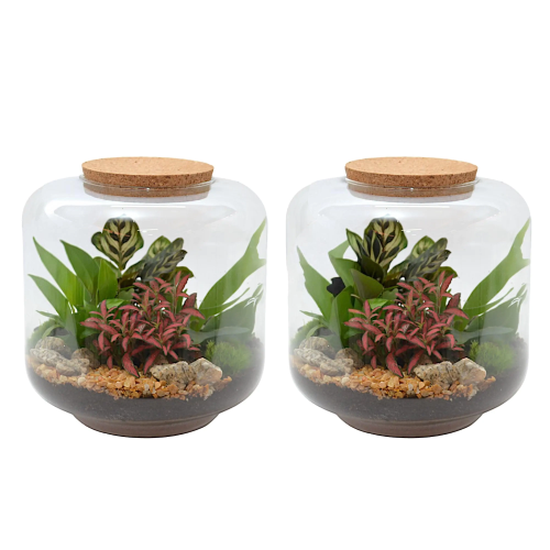 Composición Terrario Extra Ejemplar M25