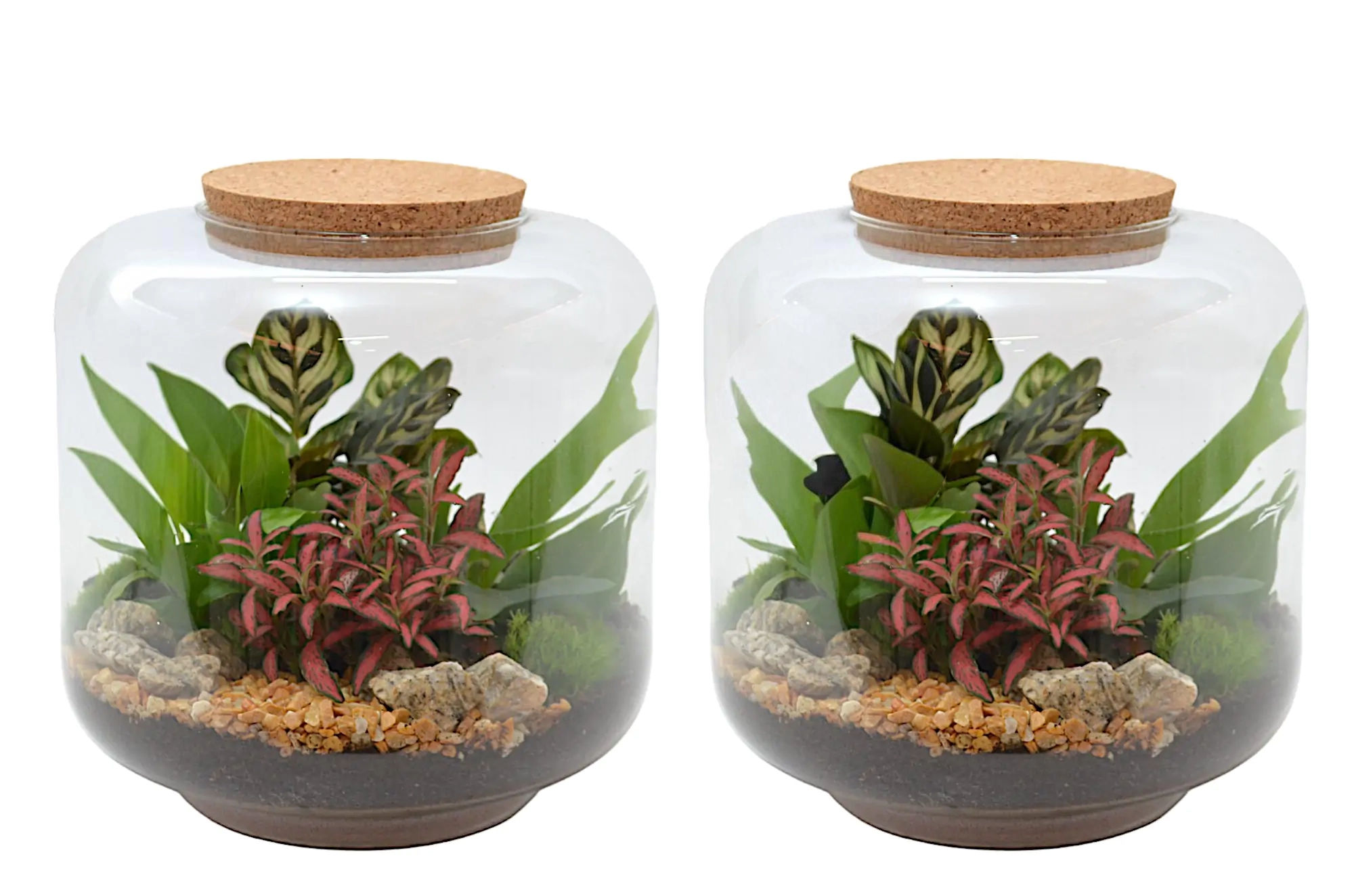 Composición Terrario Extra Ejemplar M25