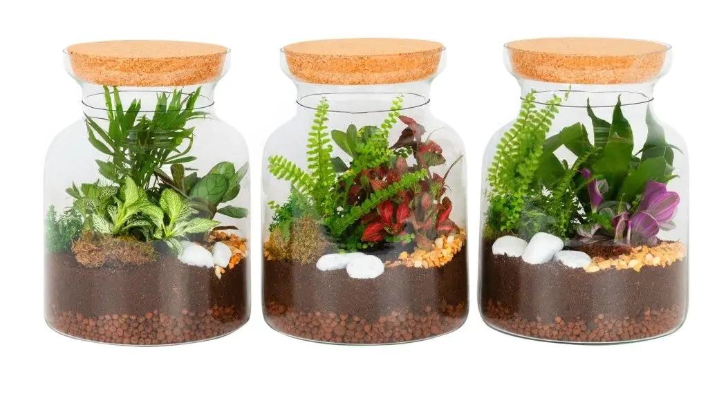 Composición Terrario Extra M19