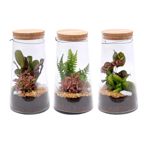 Composición Terrario Extra Monte Blanco M25