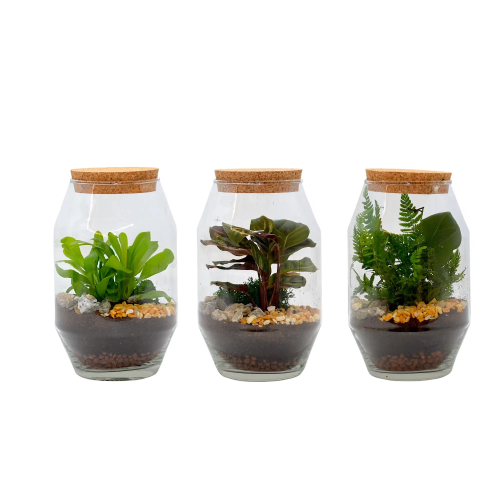 Composición Terrario Rombo