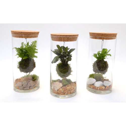 Composición terrario kokedema mediano m12