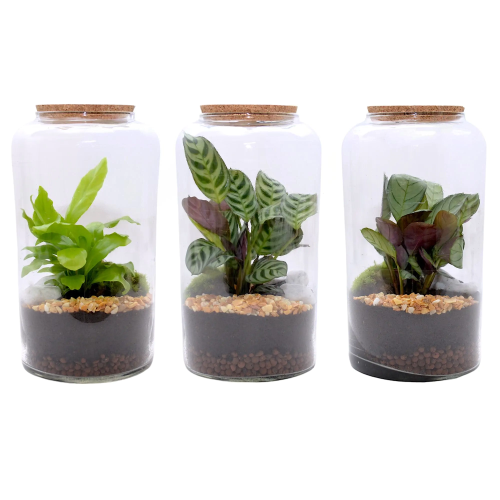 Composición terrario mediano M15