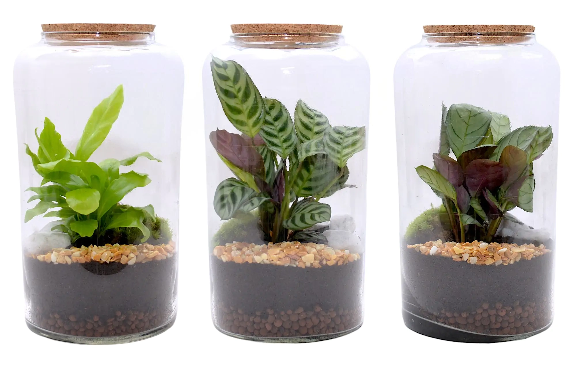 Composición terrario mediano M15