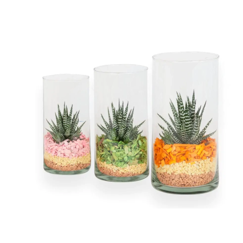 Compsicion cristal cilindrico echeveria M11