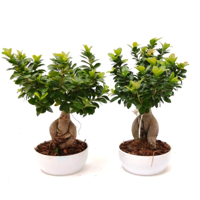 Bonsái Ficus Ginseng 750gr Microcarpa con Maceta M/24