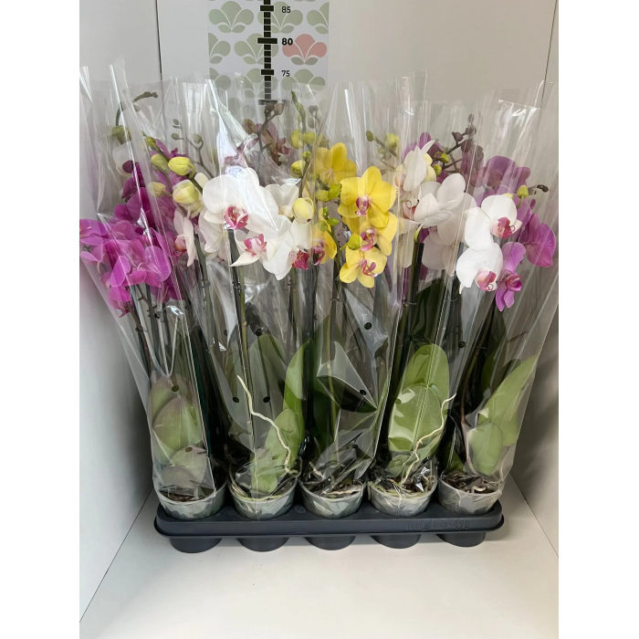 Orquídea Phalaenopsis 3 St. Basic M/12