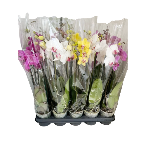 ORQÍDEA PHALAENOPSIS 3 ST BASIC V12