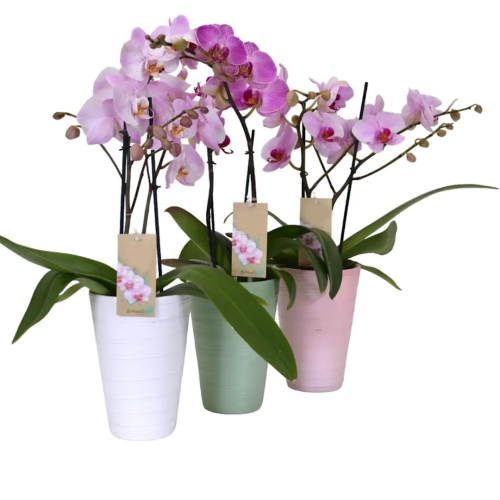 ORQUÍDEA BOTTICCELI EN CERÁMICA 2ST