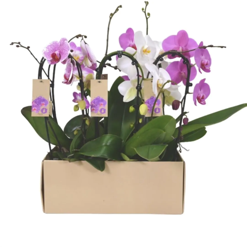 ORQUIDEA CASCADA 1 RAMO DANTE