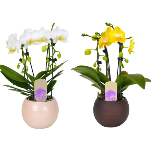 ORQUIDEA CASCADA DANTE 2ST CERAMICA