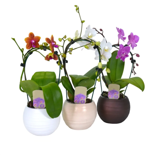 ORQUÍDEA CASCADA DANTE CERÁMICA