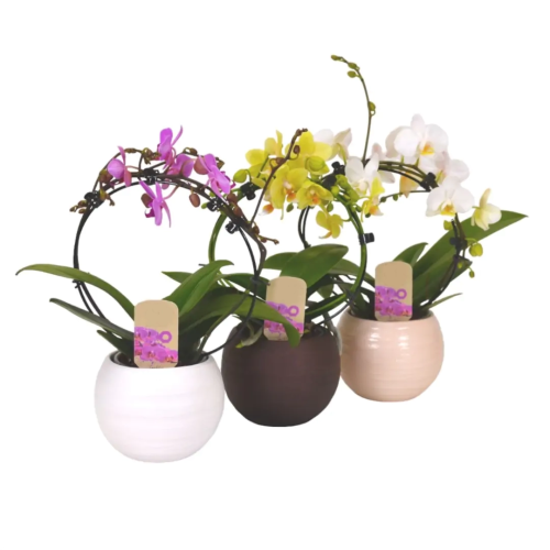 ORQUÍDEA CASCADA GIOTTO EN CERÁMICA