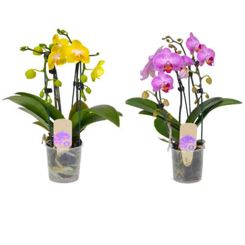 ORQUÍDEA CASCADA VASO 9
