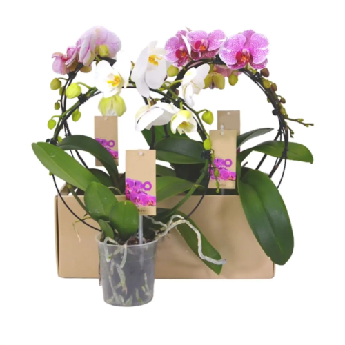 ORQUÍDEA GIOTTO 2 TALLOS