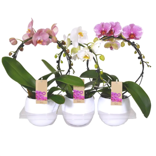 ORQUÍDEA GIOTTO 2 TALLOS EN CERÁMICA