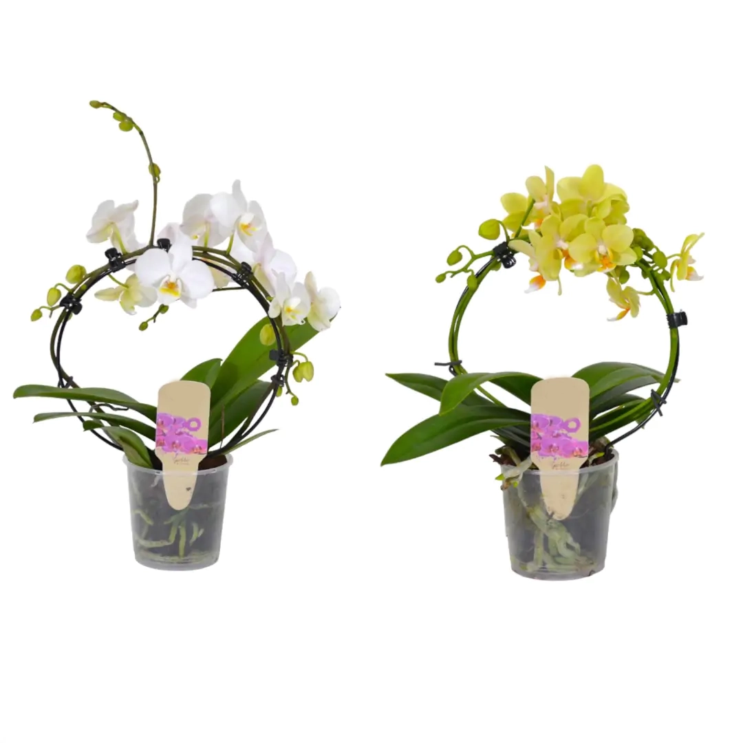 ORQUÍDEA GIOTTO VASO 9