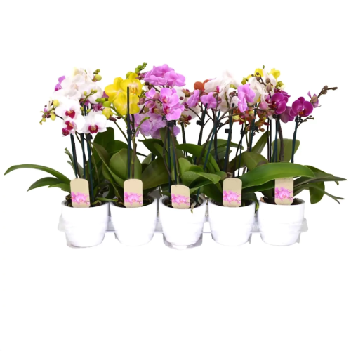 ORQUÍDEA PHAL. 2ST CASANOVA EN CERÁMICA