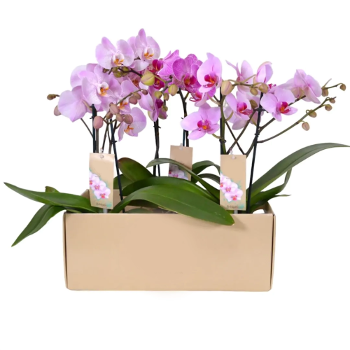 ORQUÍDEA PHAL. BOTTICELLI V12 2ST