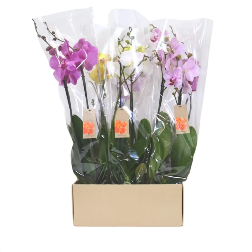 ORQUÍDEA PHAL. MICHELANGELO V12