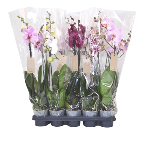 ORQUÍDEA PHALAENOPSIS 2 ST BASIC