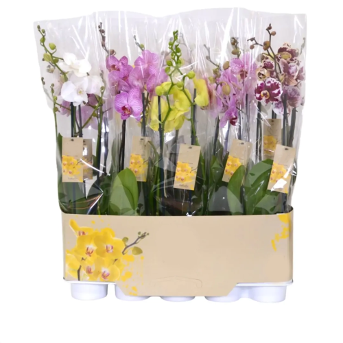 ORQUÍDEA PHALAENOPSIS 2 ST RAFFAELLO V12