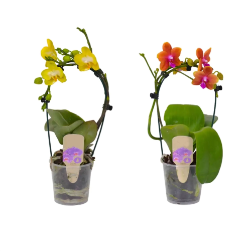 ORQUÍDEA PHALAENOPSIS CASCADE V9