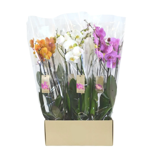 ORQUÍDEA PHALAENOPSIS MICHELANGELO 3 ST