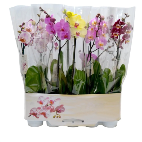 ORQUÍDEA VENERE - PHALAENOPSIS 1 RAMO RAMIFICADO