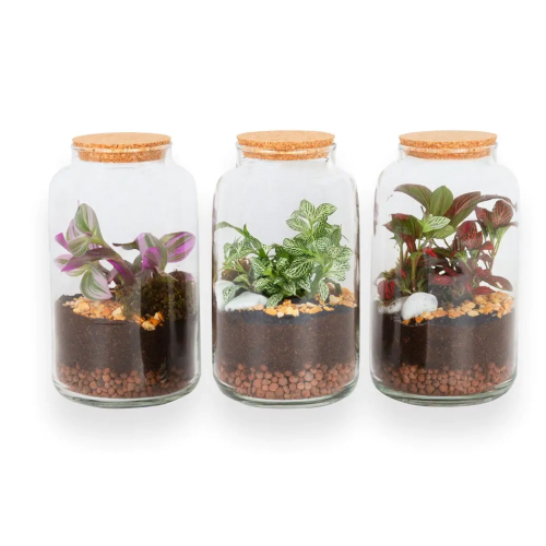 TERRARIO CAPSULA PEQUEÑA M.12