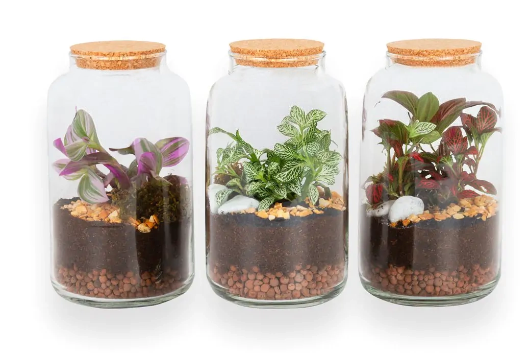 TERRARIO CAPSULA PEQUEÑA M.12