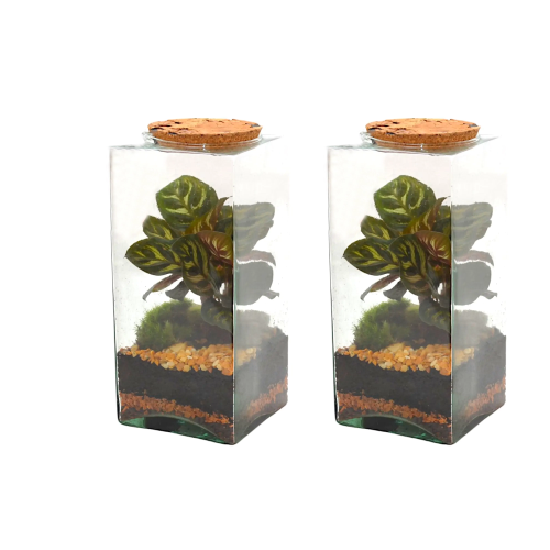 TERRARIO CUADRADO PEQUEÑO M11,5