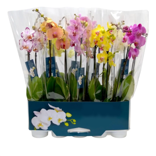 ORQUÍDEA VENERE - PHALAENOPSIS 2 RAMO RAMIFICATO