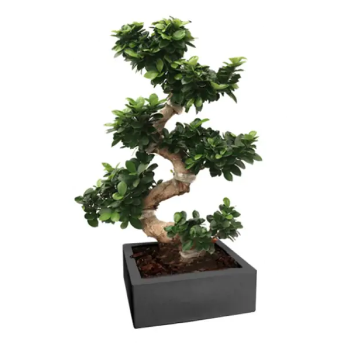 Bonsái Ficus Forma Sydney M/30
