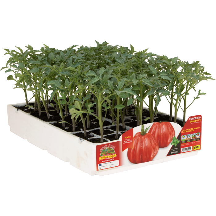 TOMATE CORAZON DE LIGURE var. DIABLO TOP F1