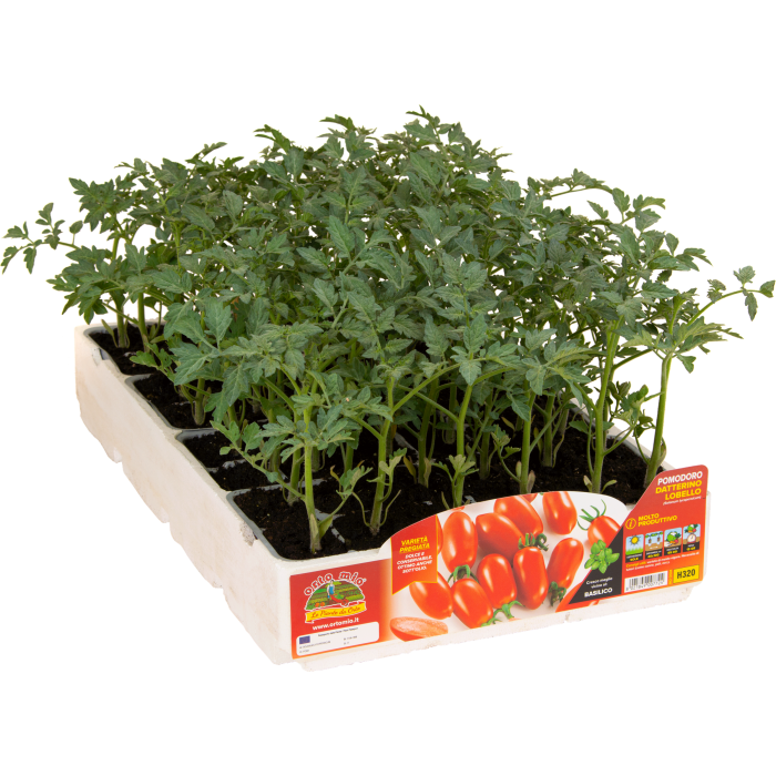 TOMATE ADITALADO var. LOBELLO F1
