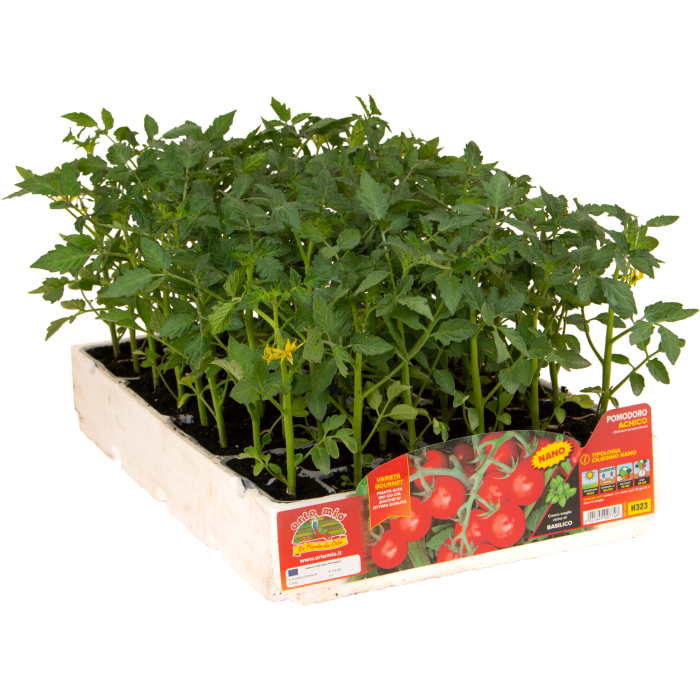TOMATE CERECILLA ENANO var. PICOLIT F1