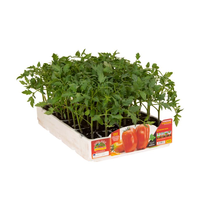 TOMATE SAN MARZANO var. SCATOLONE