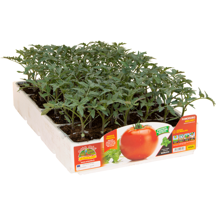 TOMATE REDONDO DE ENSALADA var. MELODY F1