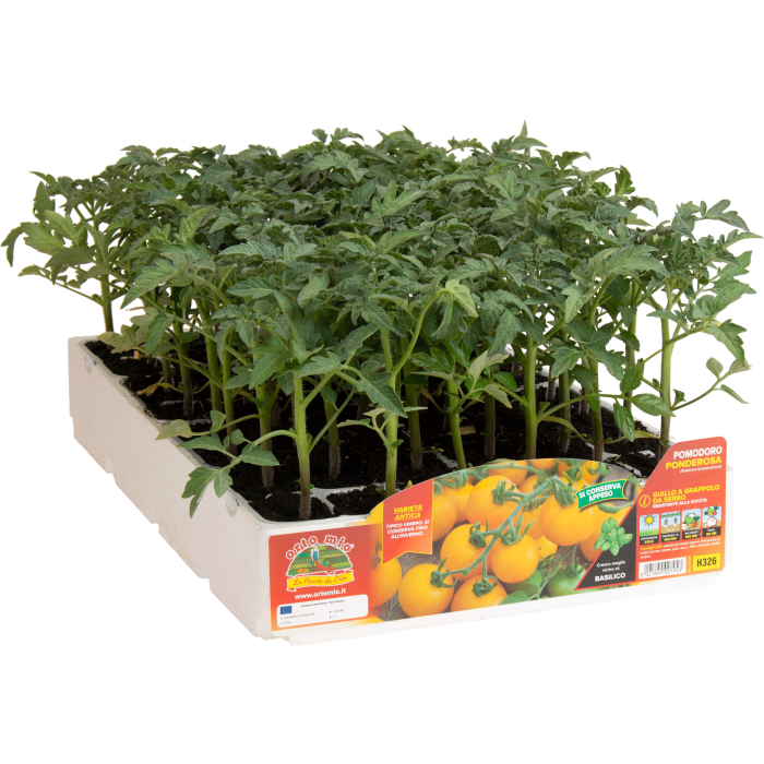 TOMATE DE COLGAR var. PONDEROSA AMARILLO