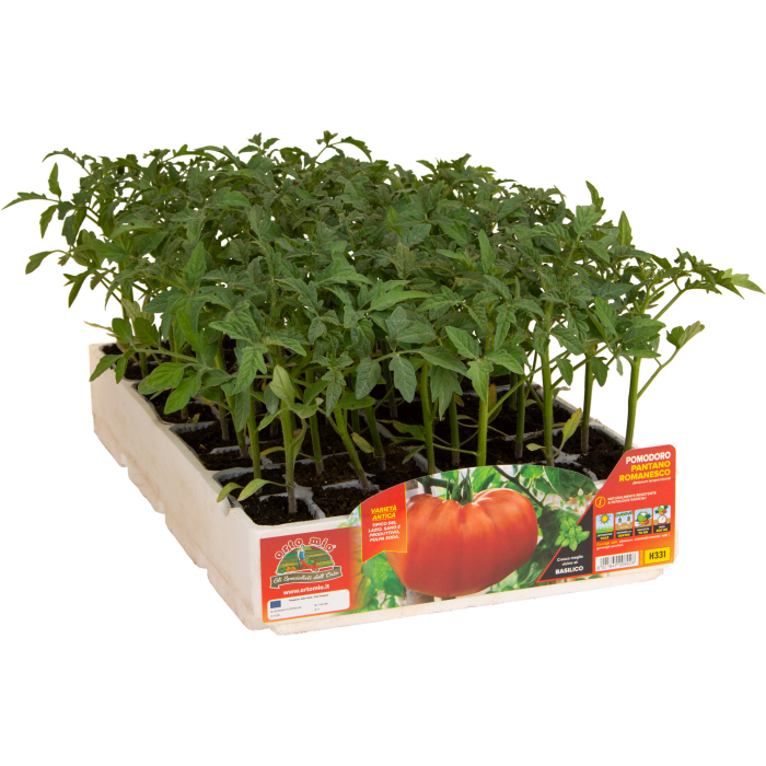 TOMATE PANTANO ROMANESCO var. VERONICA F1