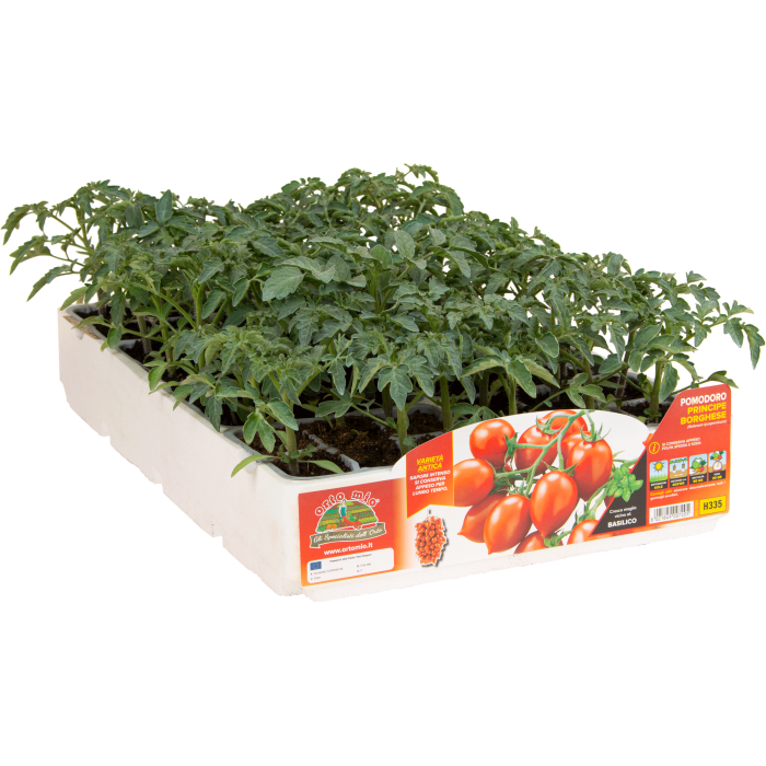 TOMATE DE COLGAR var. PRINCIPE BURGUES