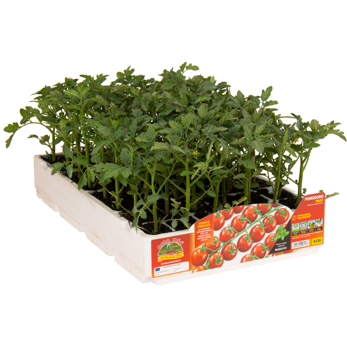 TOMATE CHERRY var. SPETTACOLO F1