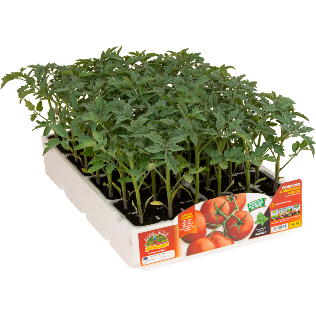 Tomate En Racimo TOMATE EN RACIMO var. HORUS F1 - Semillas Iluro