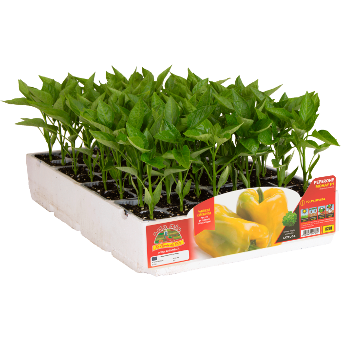 PIMIENTO CUADRADO AMARILLO var. MOHAY F1