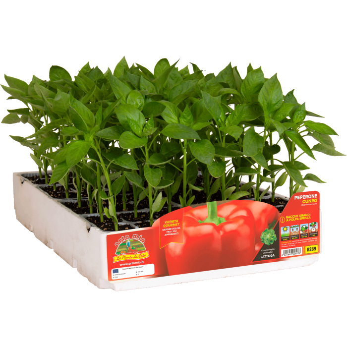 PIMIENTO CUNEO ROJO var. CUNEO F1