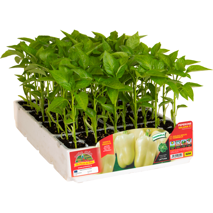 PIMIENTO DIGERIBLE CITRINO SALANA var. LAGUNA F1