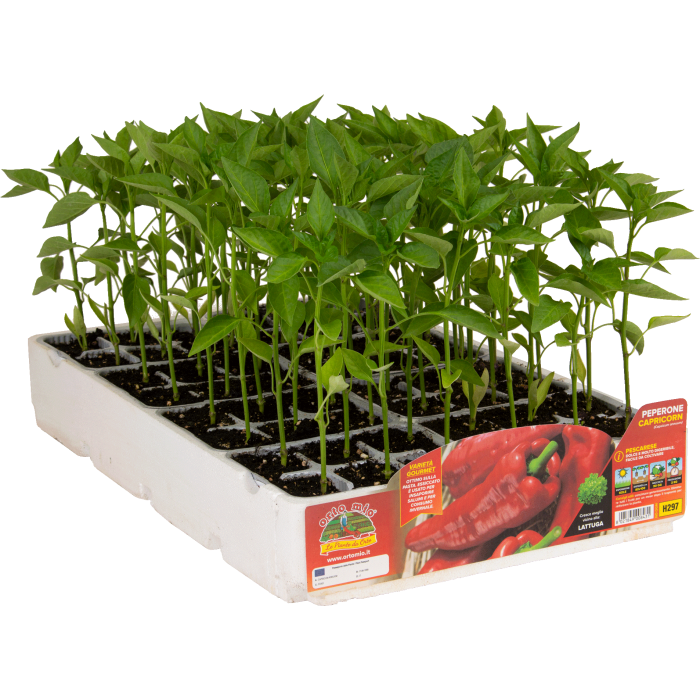 PIMIENTO PESCARESE var. CAPRICORN F1